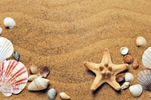 seashells, sand, beach-1337565.jpg